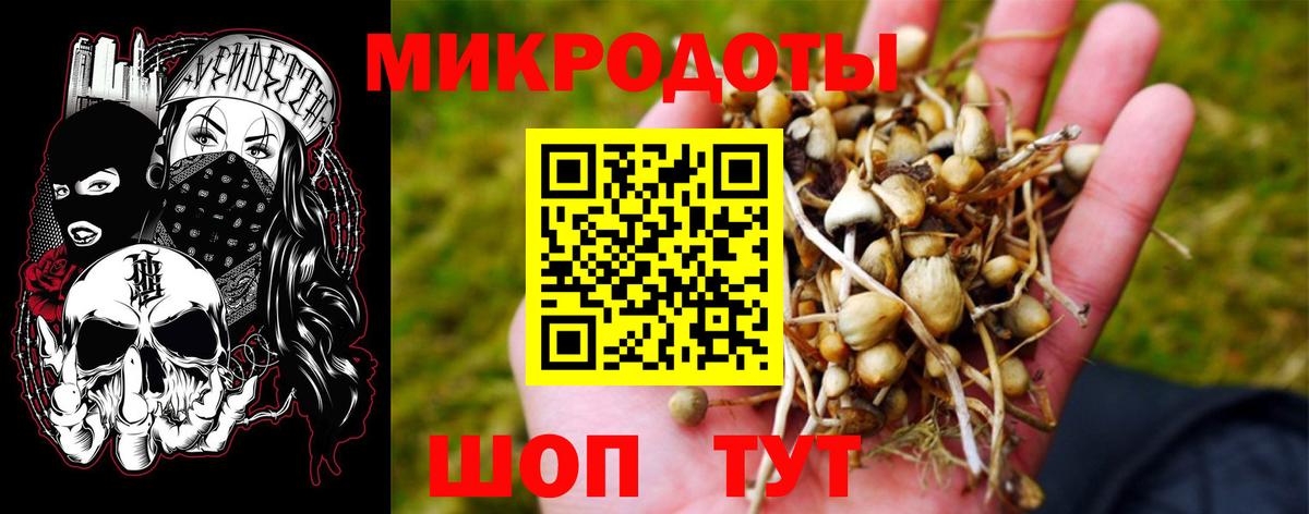 Камышин  Псилоцибиновые грибы мицелий  Вход с VPN  Псилоцибиновые грибы Psilocybe 